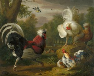 A luta do Cockrel
